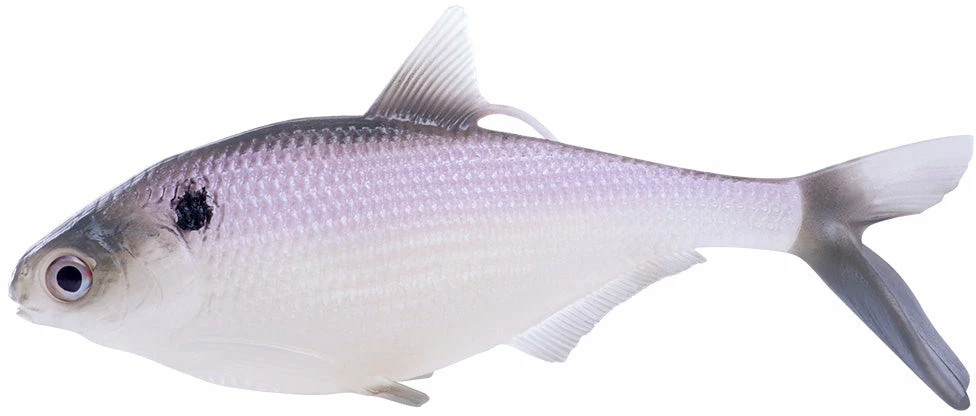 13 Fishing BAMF Shad Swimbait