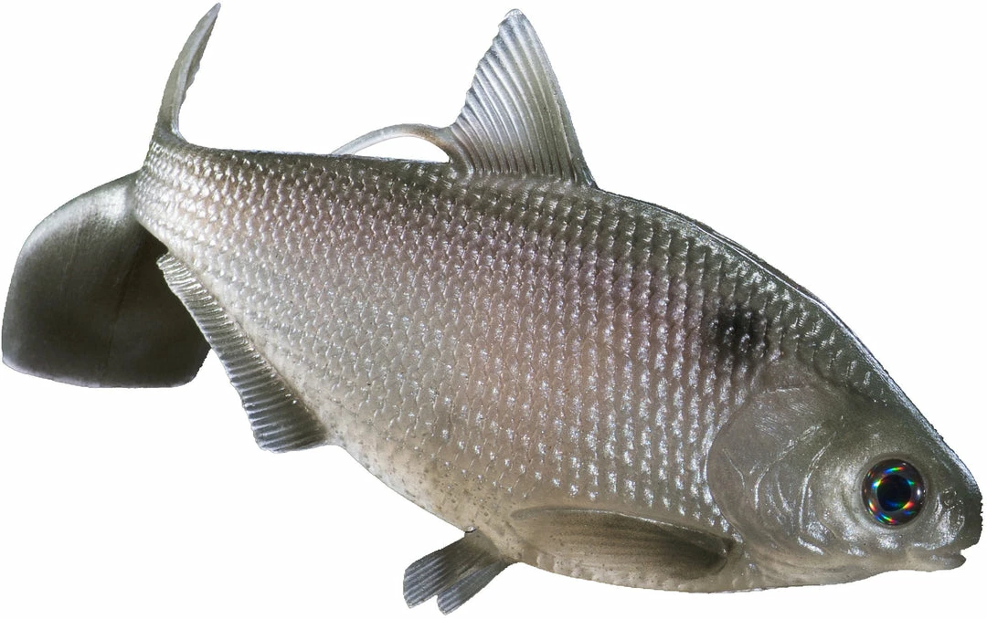 13 Fishing BAMF Shad Swimbait